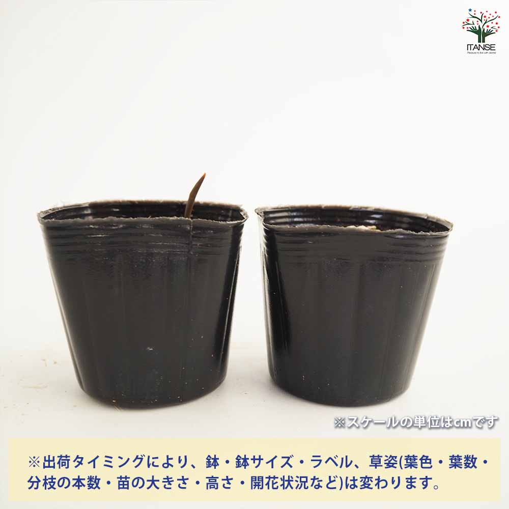 原種系チューリップ レディージェーン 芽出し苗 【花苗 3号】