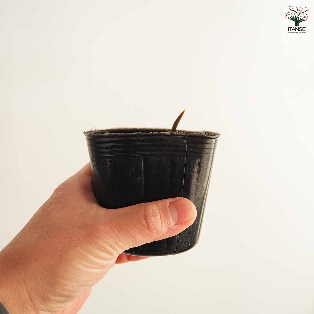 原種系チューリップ レディージェーン 芽出し苗 【花苗 3号】