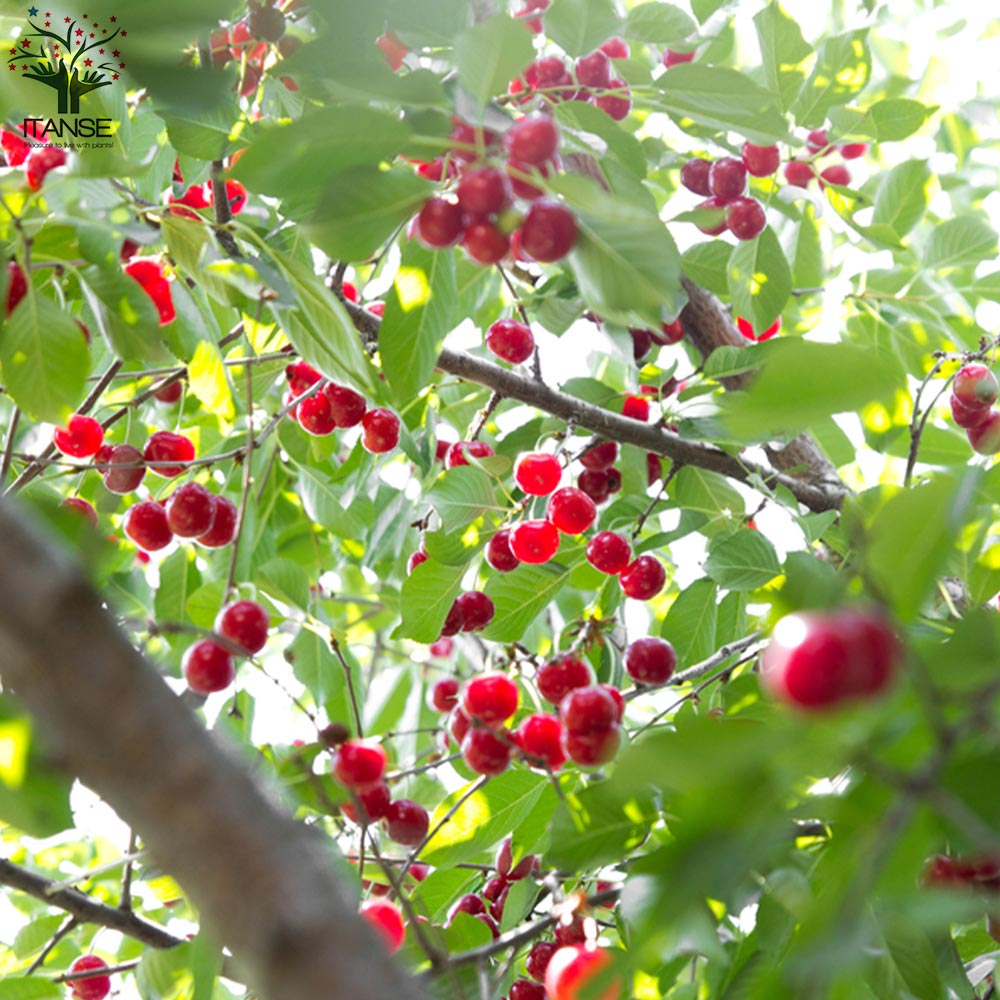 Itanse良品ｾﾚｸﾄ通販