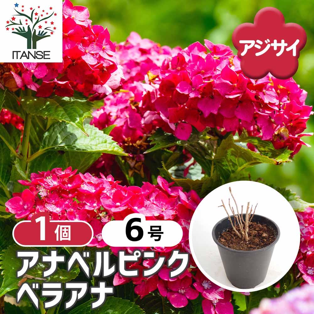 アジサイ ピンクアナベル ベラアナ 【花木苗 6号／1個売り】｜ 【植物