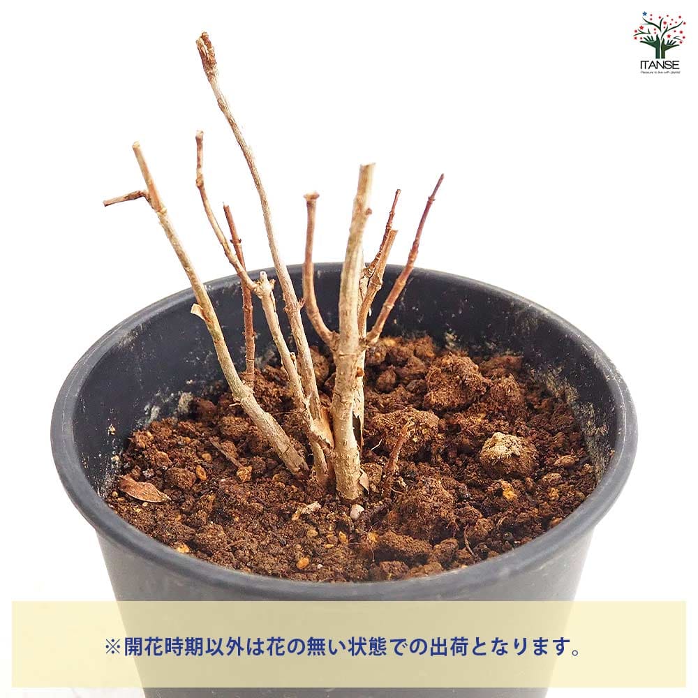 アジサイ ピンクアナベル ベラアナ 【花木苗 6号／1個売り】｜ 【植物
