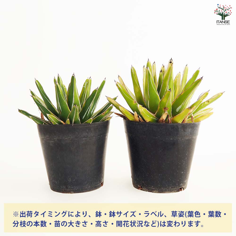 アガベ 笹の雪 黄色覆輪斑 【多肉植物 5号／1個売り】｜ 【植物の