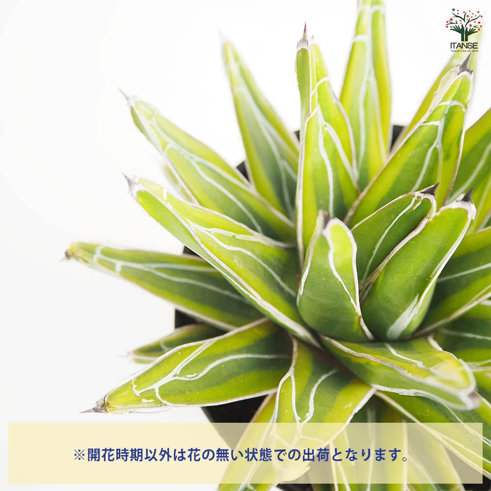 アガベ 笹の雪 黄色覆輪斑 【多肉植物 5号／1個売り】｜ 【植物の