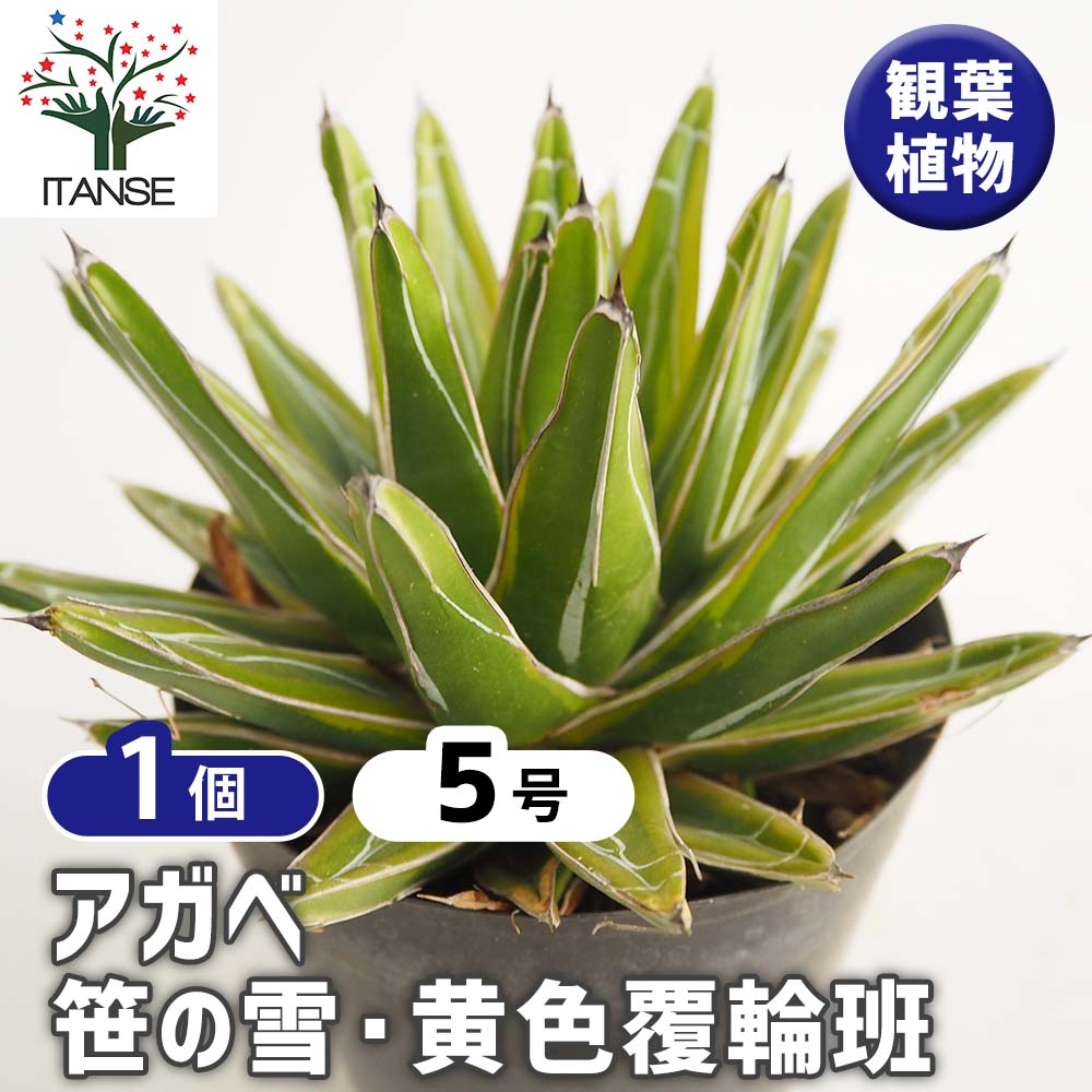 アガベ 笹の雪 黄色覆輪斑 【多肉植物 5号／1個売り】｜ 【植物の