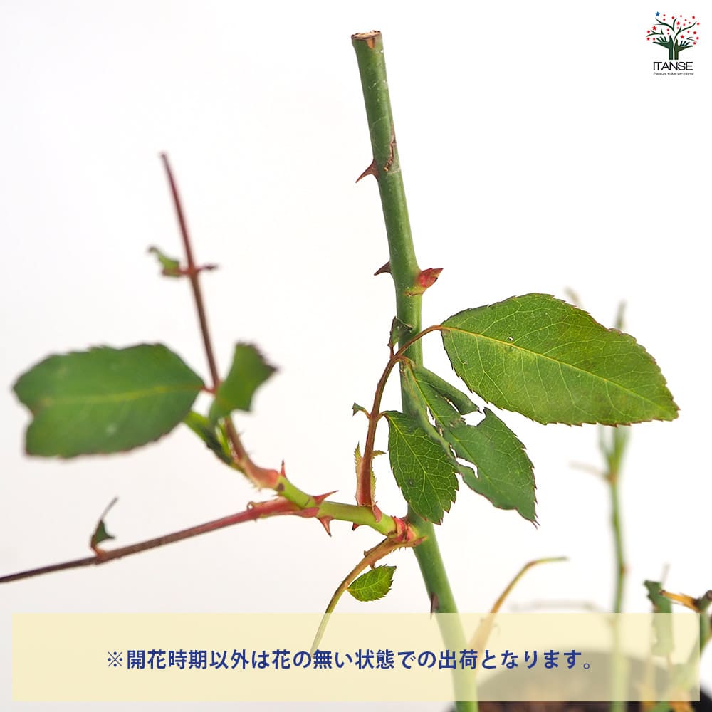 薔薇 ブラッシュ ノアゼット 接木苗【花苗 4号／1個売り】｜ 【植物の