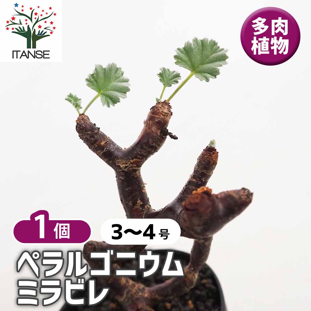ペラルゴニウム ミラビレ 【多肉植物 3号／1個売り】｜ 【植物の