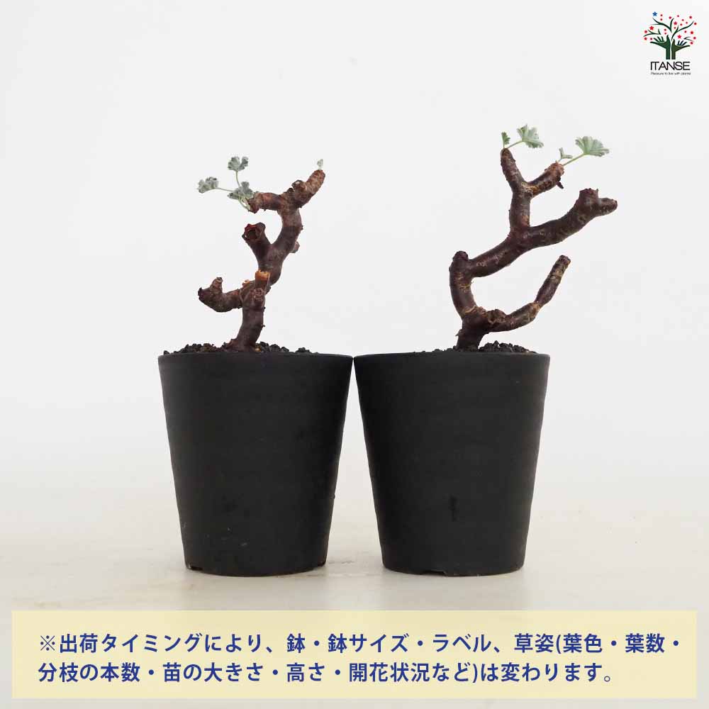 ペラルゴニウム ミラビレ 【多肉植物 3号／1個売り】｜ 【植物の