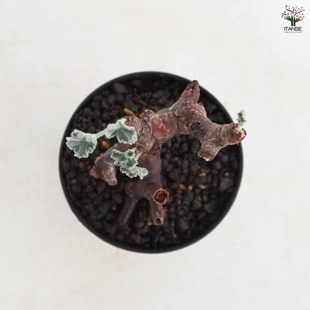 ペラルゴニウム ミラビレ 【多肉植物 3号／1個売り】｜ 【植物の