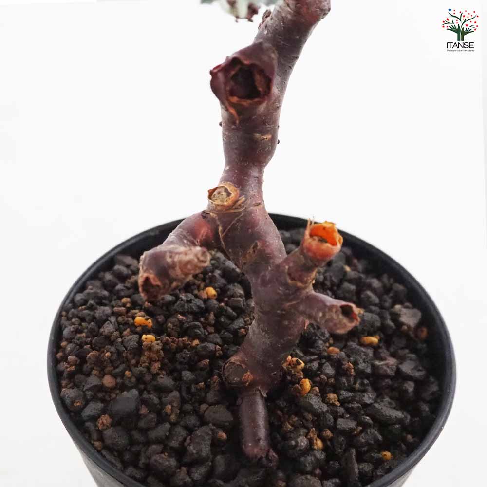 ペラルゴニウム ミラビレ 【多肉植物 3号／1個売り】｜ 【植物の