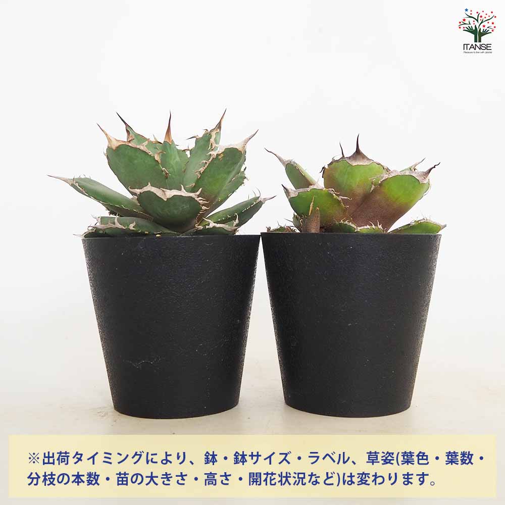 アガベ 黒い鉢植え 約30cm アガベ・塊根植物向け】Franken4号｜3Dプリント製デザイン植木鉢｜軽量