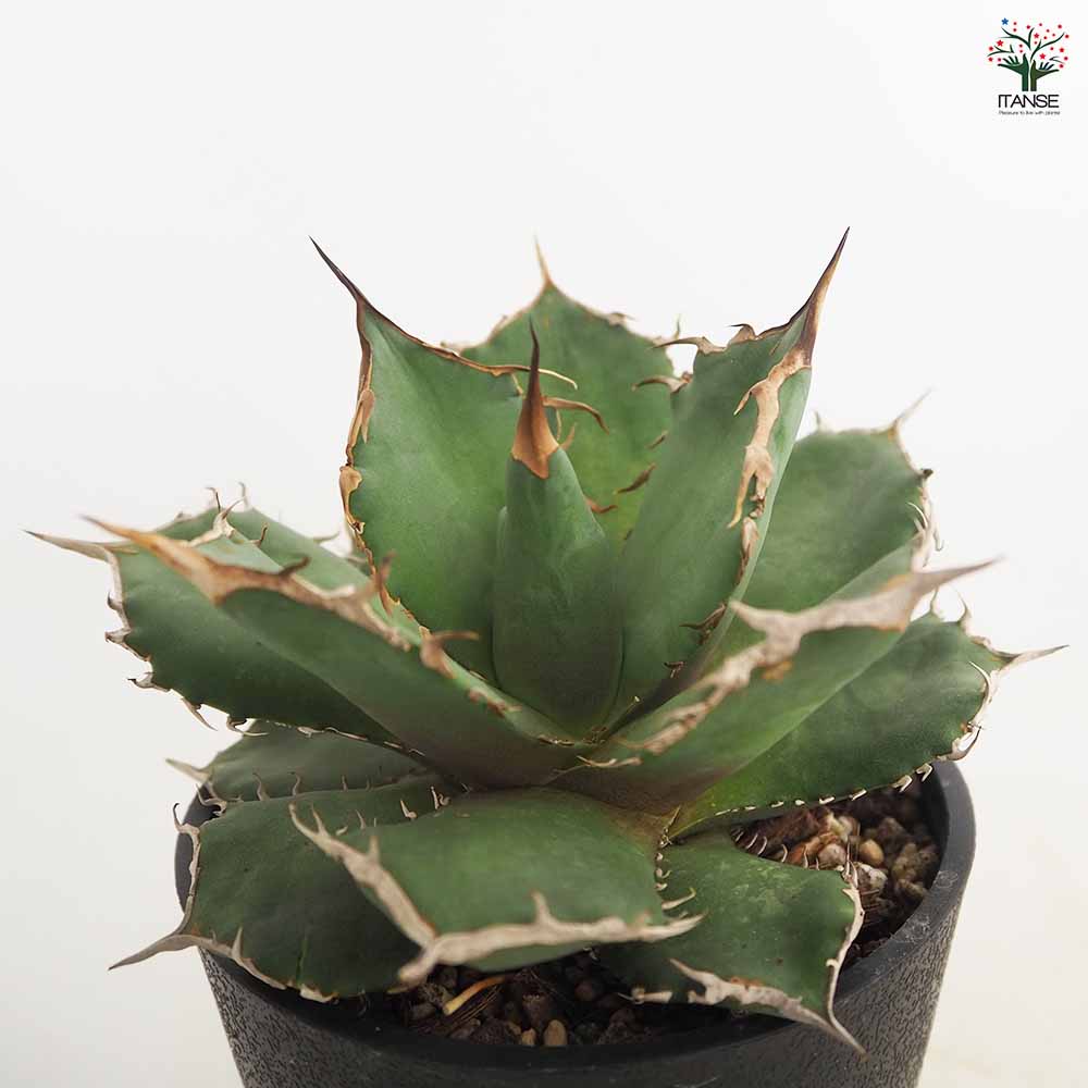 アガベ ブラックパンサー 【多肉植物 4号／1個売り】｜ 【植物の