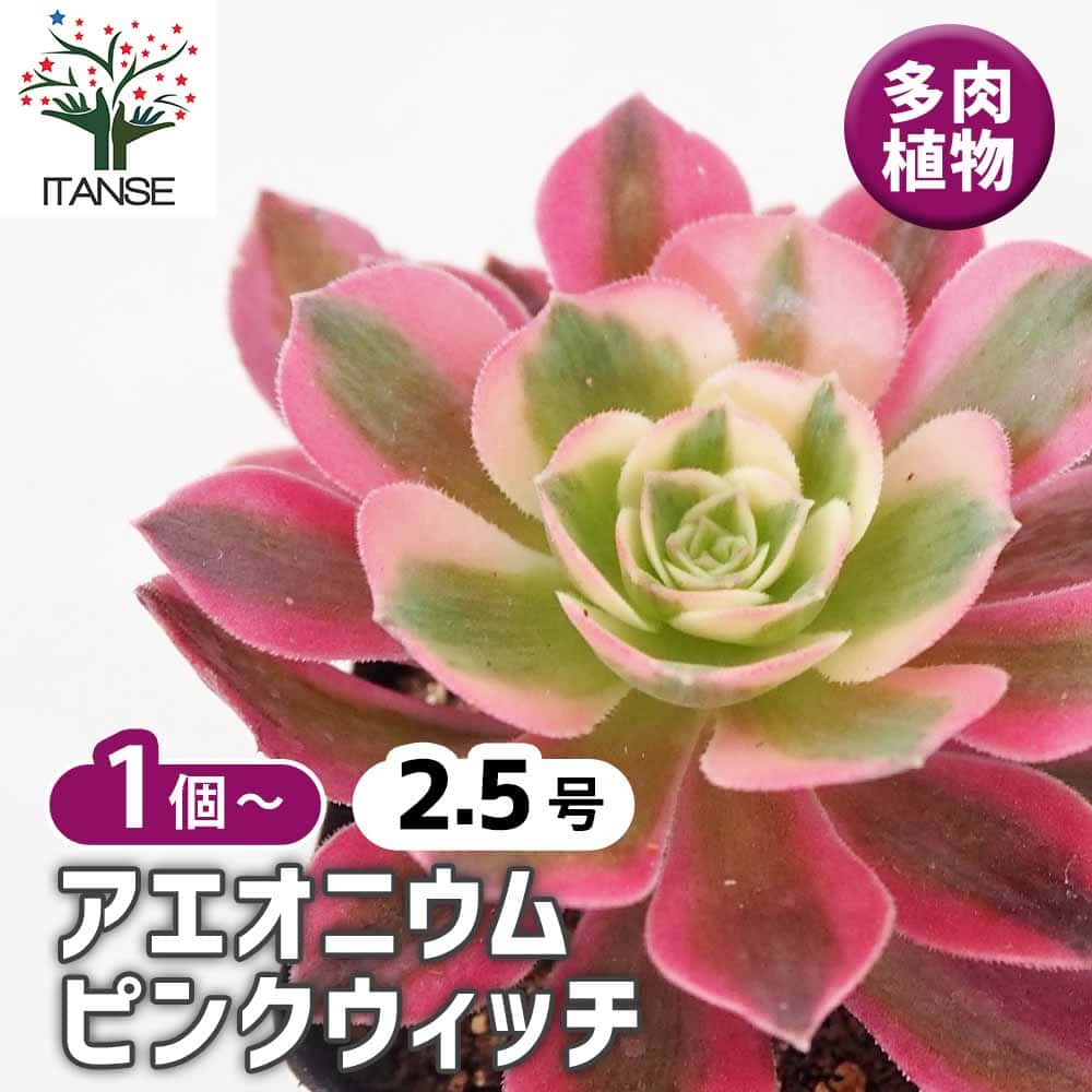 アエオニウム ピンクウィッチ 【多肉植物 2.5号】｜ 【植物の