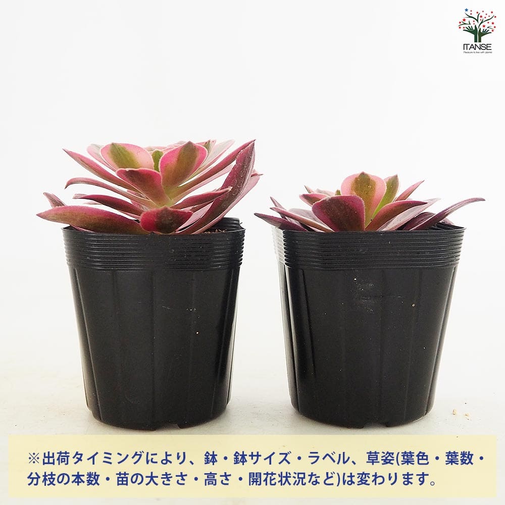 アエオニウム ピンクウィッチ 【多肉植物 2.5号】｜ 【植物の