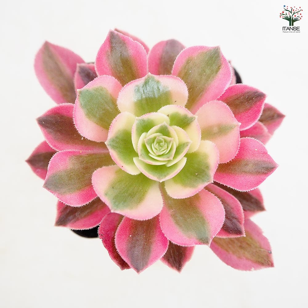 アエオニウム ピンクウィッチ 【多肉植物 2.5号】｜ 【植物の