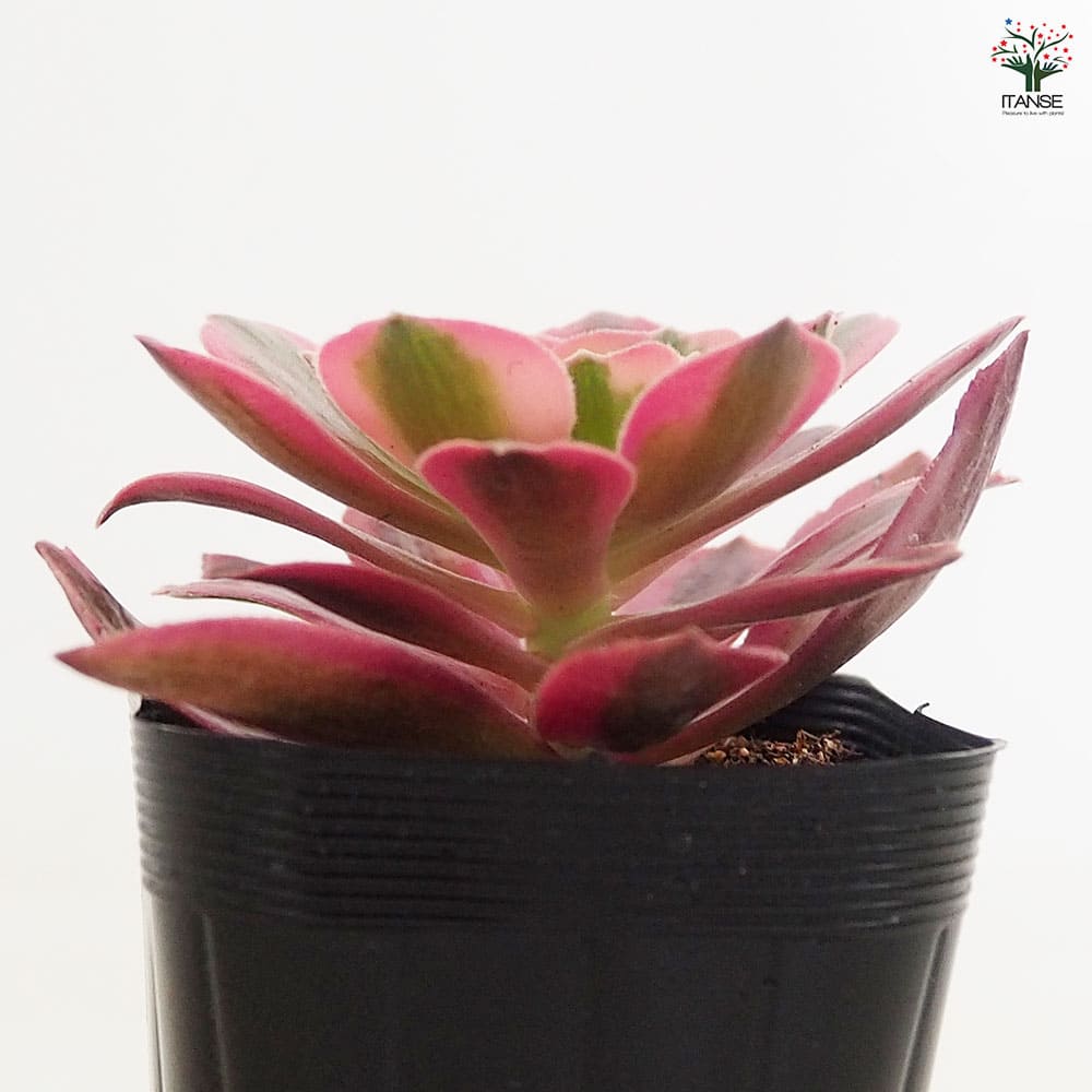 アエオニウム ピンクウィッチ 【多肉植物 2.5号】｜ 【植物の