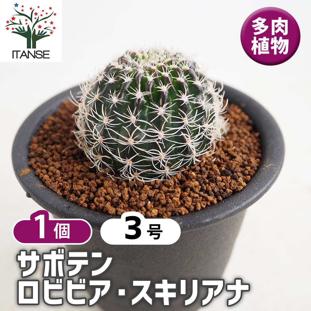 サボテン ロビビア スキリアナ 【多肉植物 3号／1個売り】