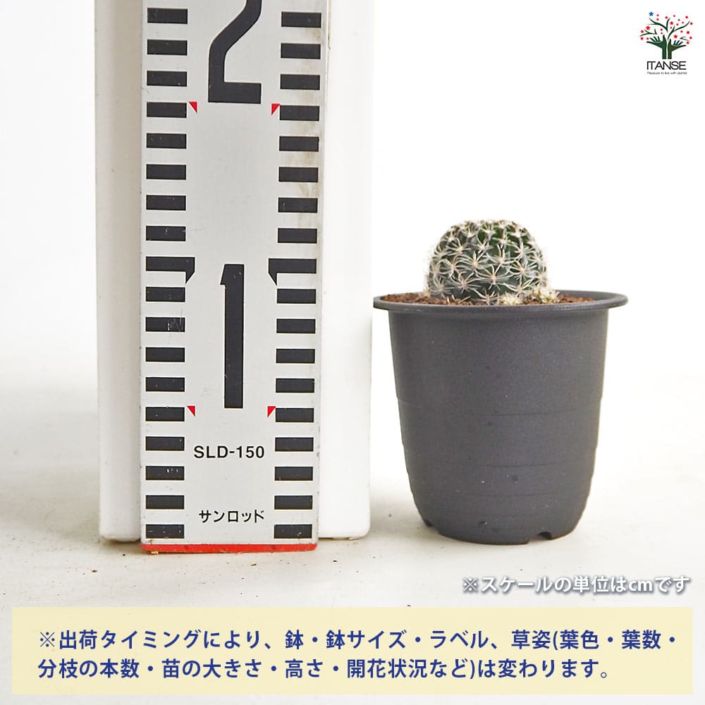 サボテン ロビビア スキリアナ 【多肉植物 3号／1個売り】