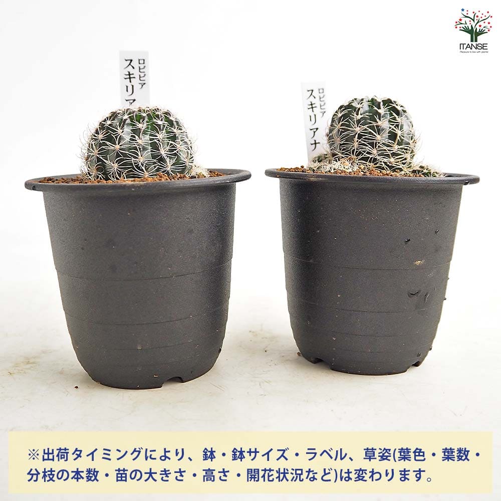 サボテン ロビビア スキリアナ 【多肉植物 3号／1個売り】｜ 【植物の