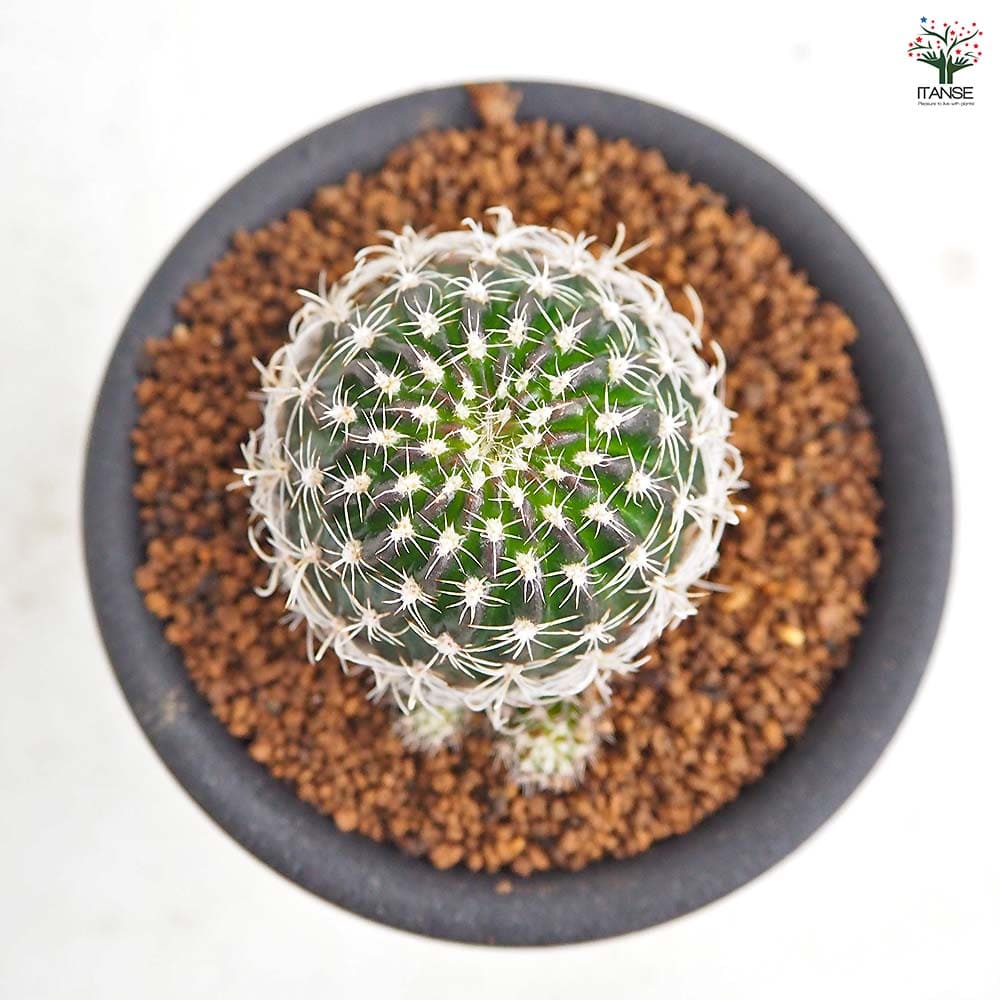 サボテン ロビビア スキリアナ 【多肉植物 3号／1個売り】｜ 【植物の