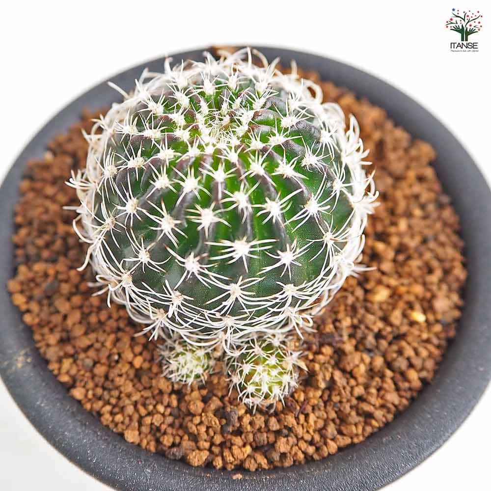 サボテン ロビビア スキリアナ 【多肉植物 3号／1個売り】