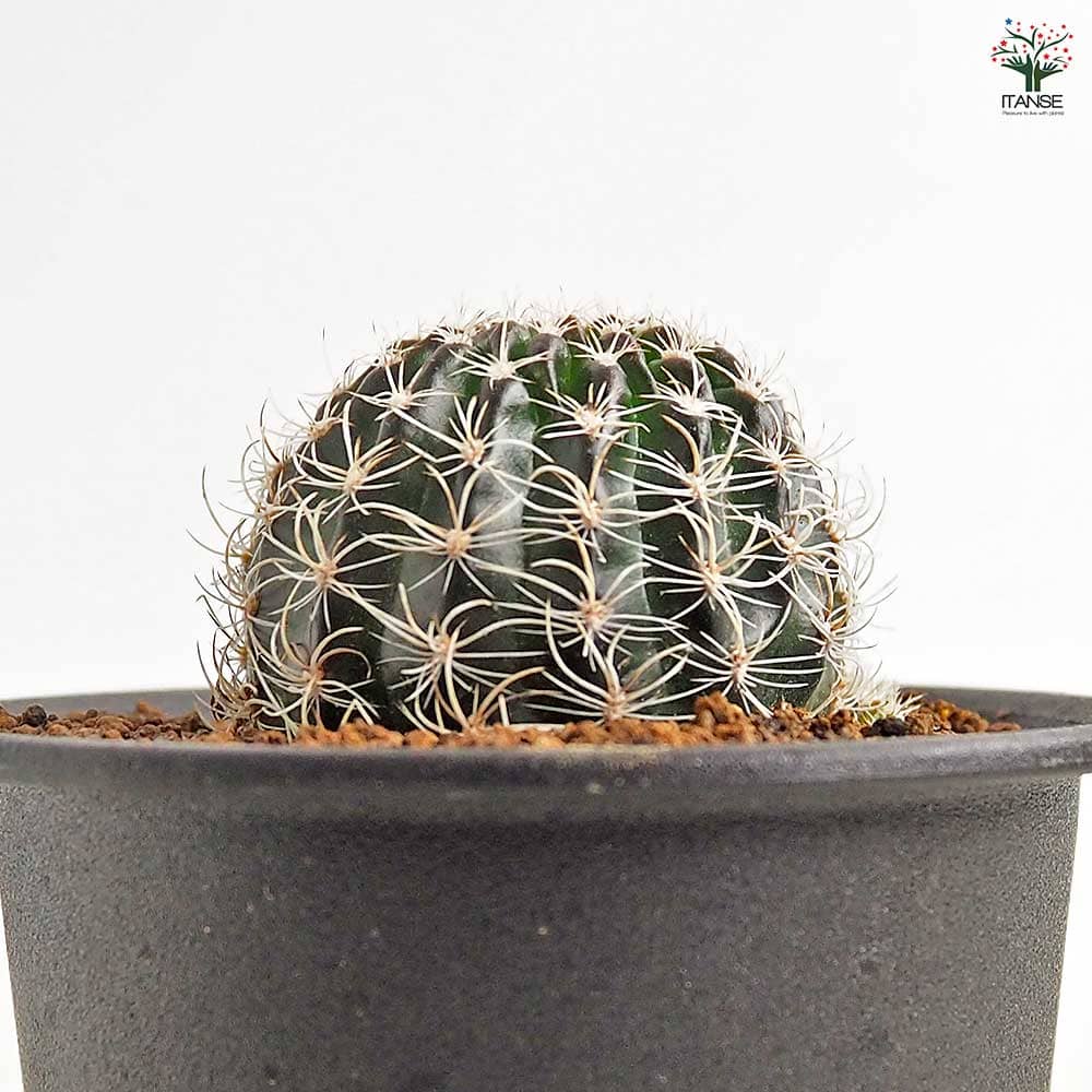 サボテン ロビビア スキリアナ 【多肉植物 3号／1個売り】