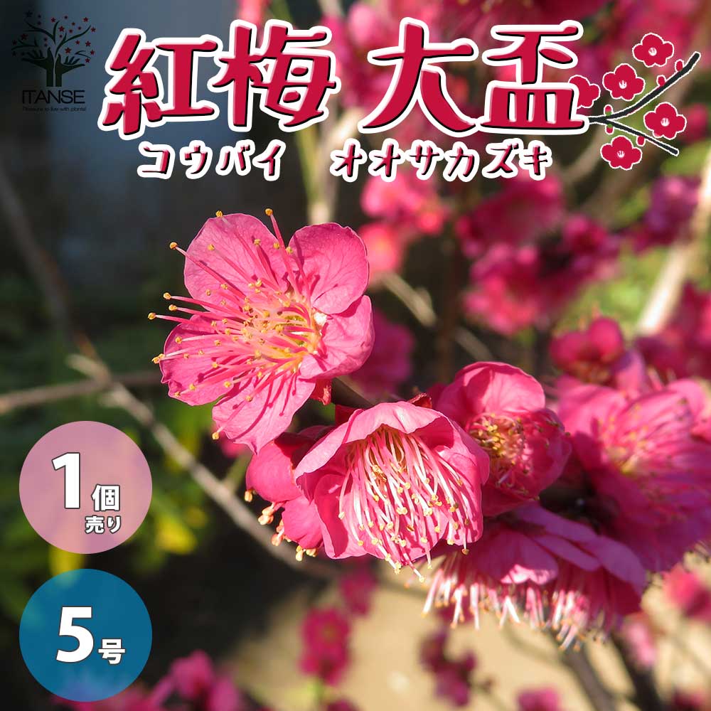 紅梅・大盃(オオサカズキ) 紅花一重咲き 【庭木 盆栽仕立て 5号鉢／1個