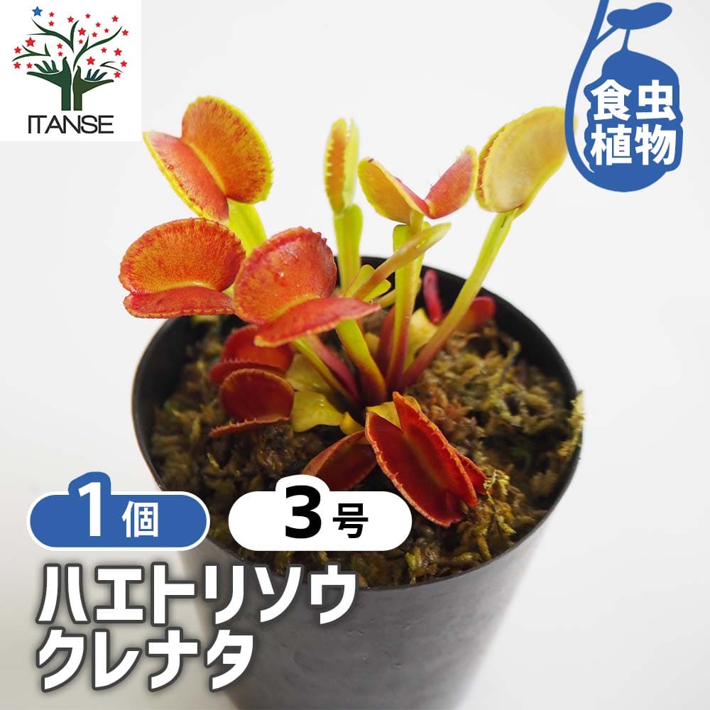 ハエトリソウ クレナタ 【観葉植物 3号／1個売り】｜ 【植物の