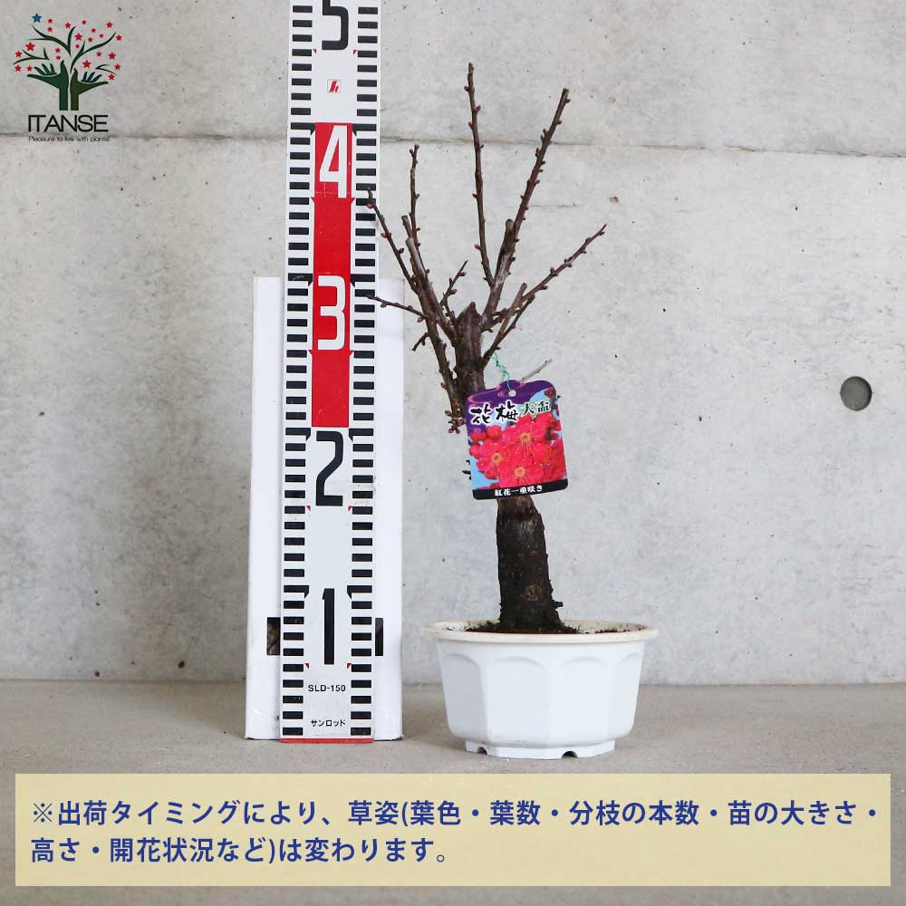 紅梅・大盃(オオサカズキ) 紅花一重咲き 【庭木 盆栽仕立て 5号鉢／1個
