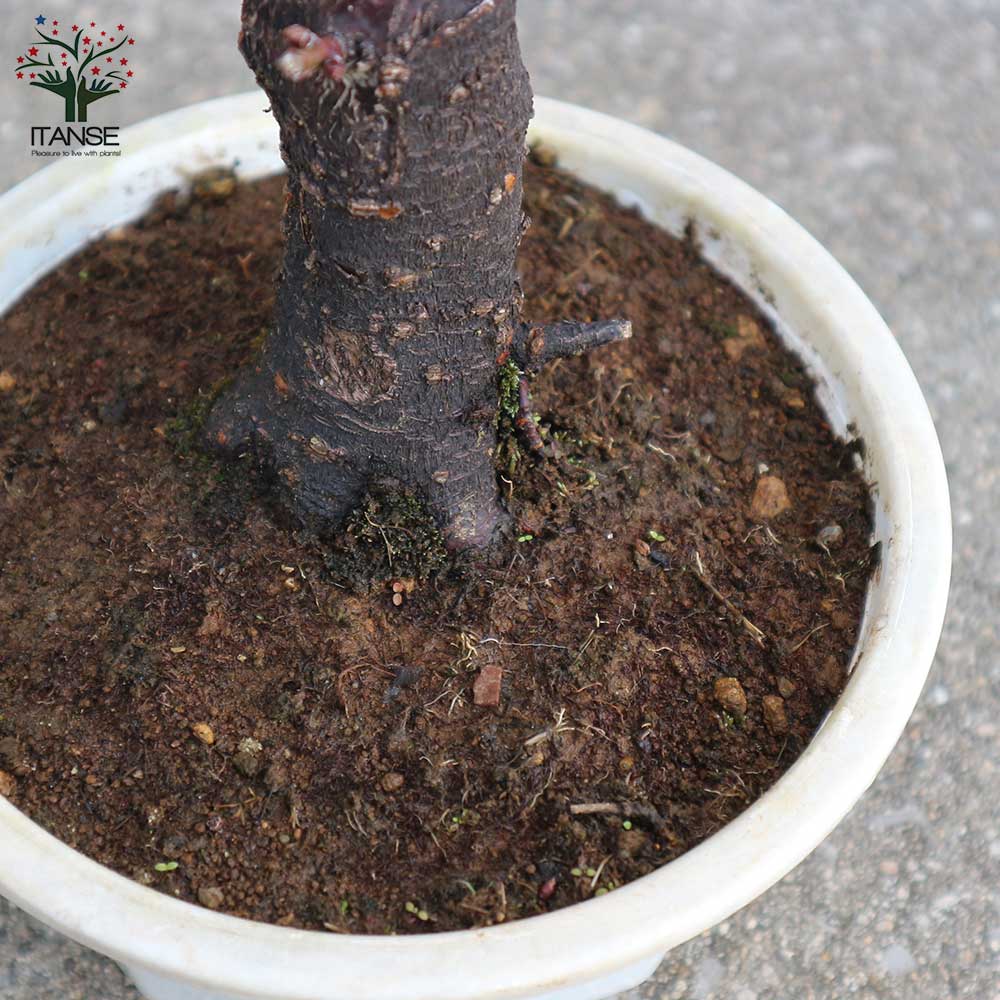 紅梅・大盃(オオサカズキ) 紅花一重咲き 【庭木 盆栽仕立て 5号鉢／1個