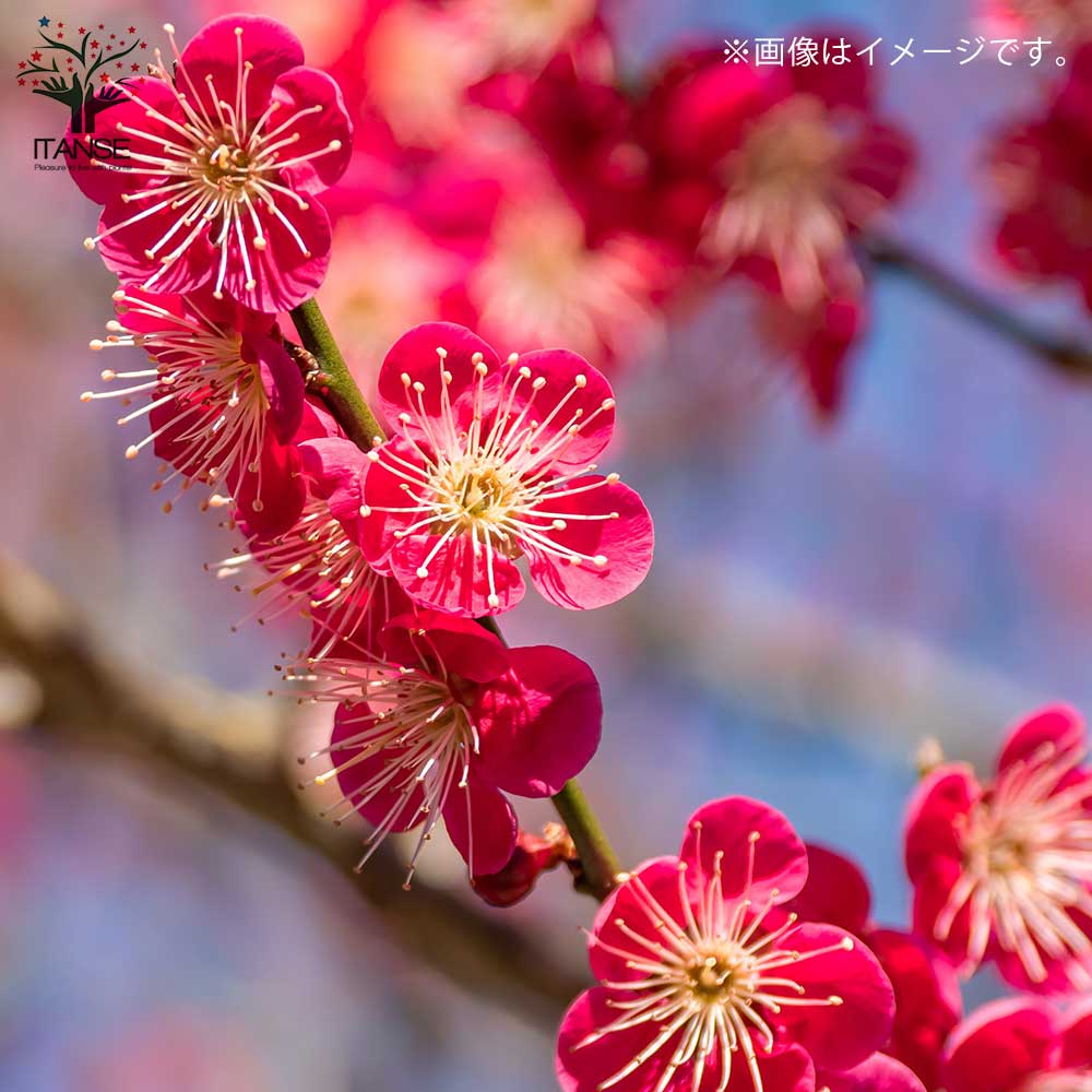 紅梅・大盃(オオサカズキ) 紅花一重咲き 【庭木 盆栽仕立て 5号鉢／1個