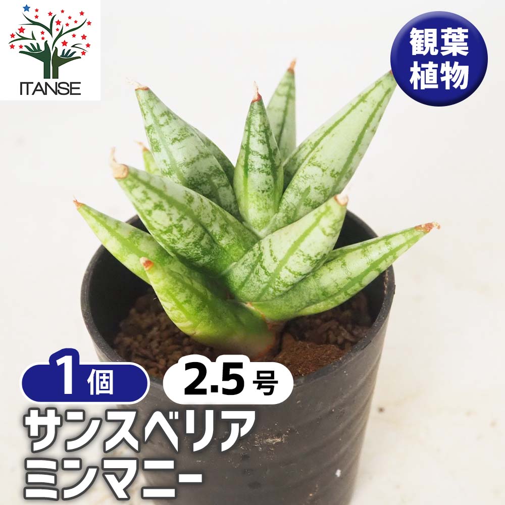 サンスベリア ミンマニー 【観葉植物 2.5号／1個売り】｜ 【植物の