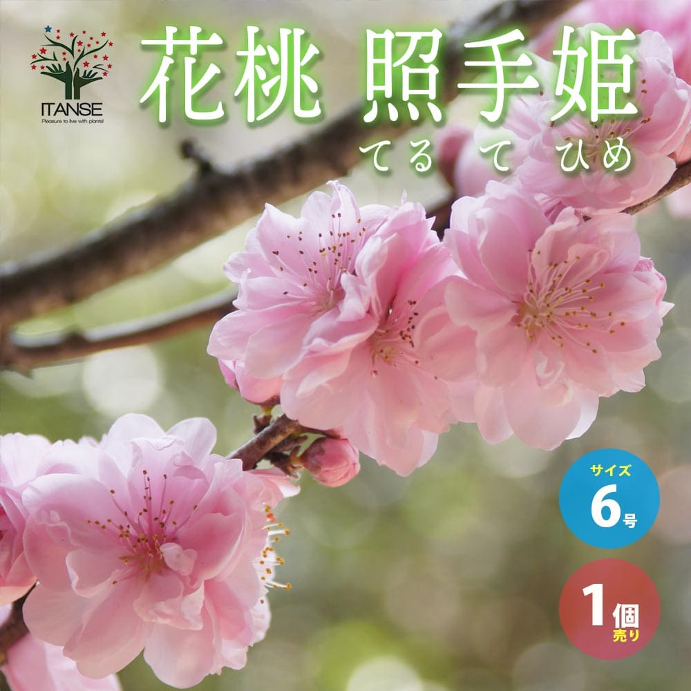 ひな祭り記念樹 照手姫 桃の花 苗木 花桃の苗木 品種：照手姫(テルテヒメ)【庭木 6号鉢／1個売り
