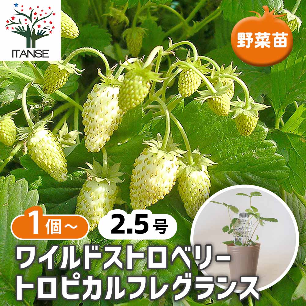 ワイルドストロベリーの苗 トロピカルフレグランス 【 野菜の苗 2.5号
