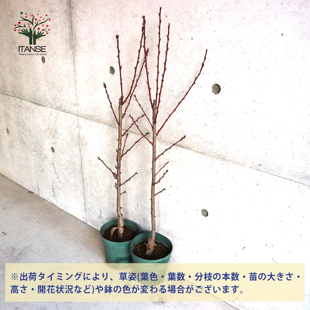 花桃の苗木 品種：照手姫(テルテヒメ)【庭木 6号鉢／1個売り