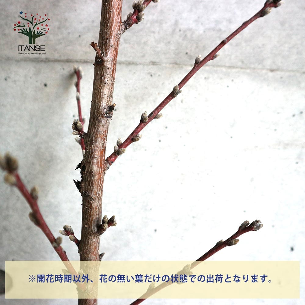 花桃の苗木 品種：照手姫(テルテヒメ)【庭木 6号鉢／1個売り