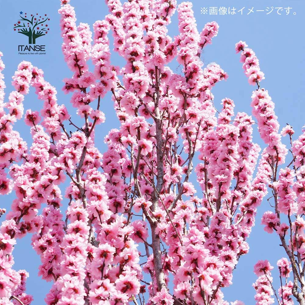 花桃の苗木 品種：照手姫(テルテヒメ)【庭木 6号鉢／1個売り