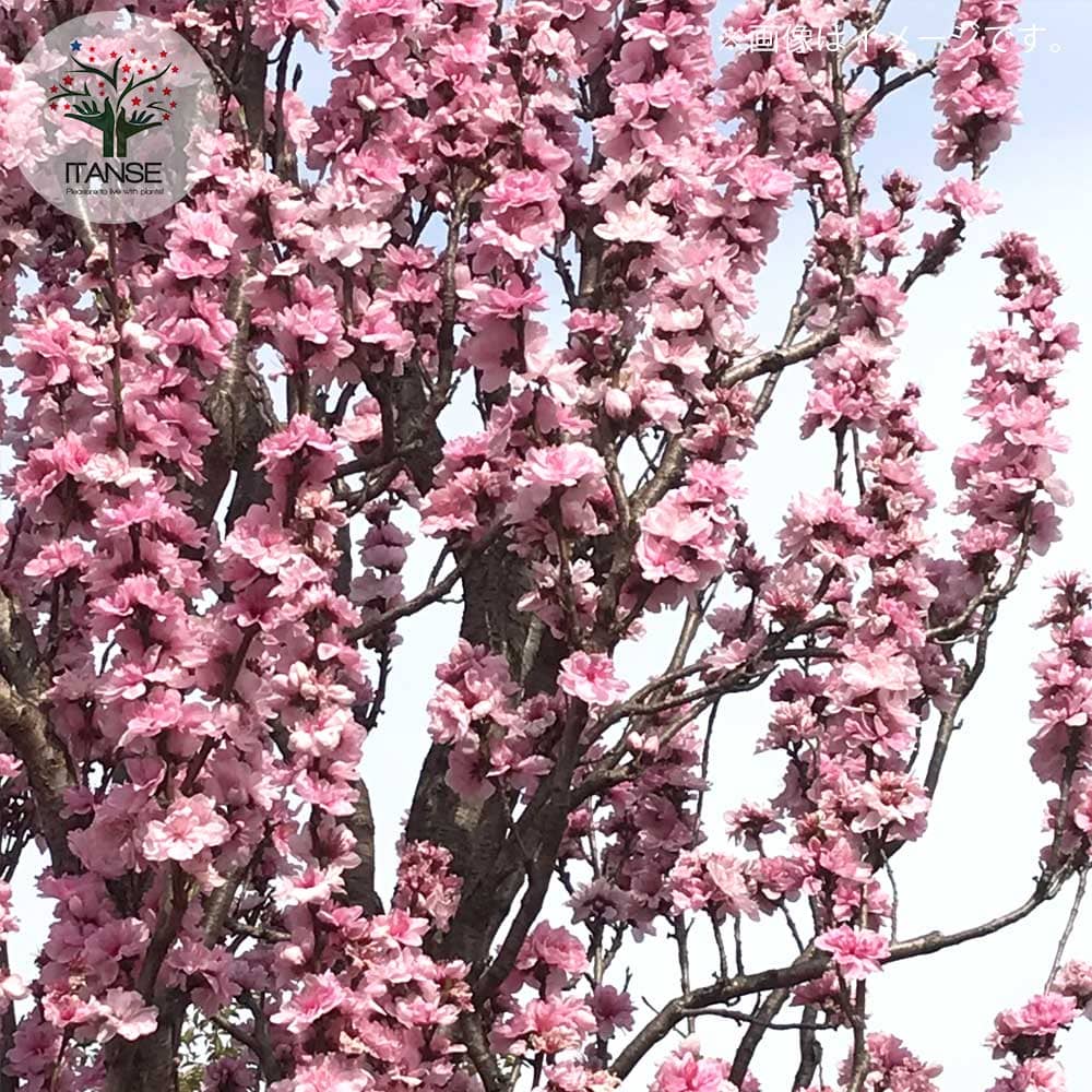 花桃の苗木 品種：照手姫(テルテヒメ)【庭木 6号鉢／1個売り
