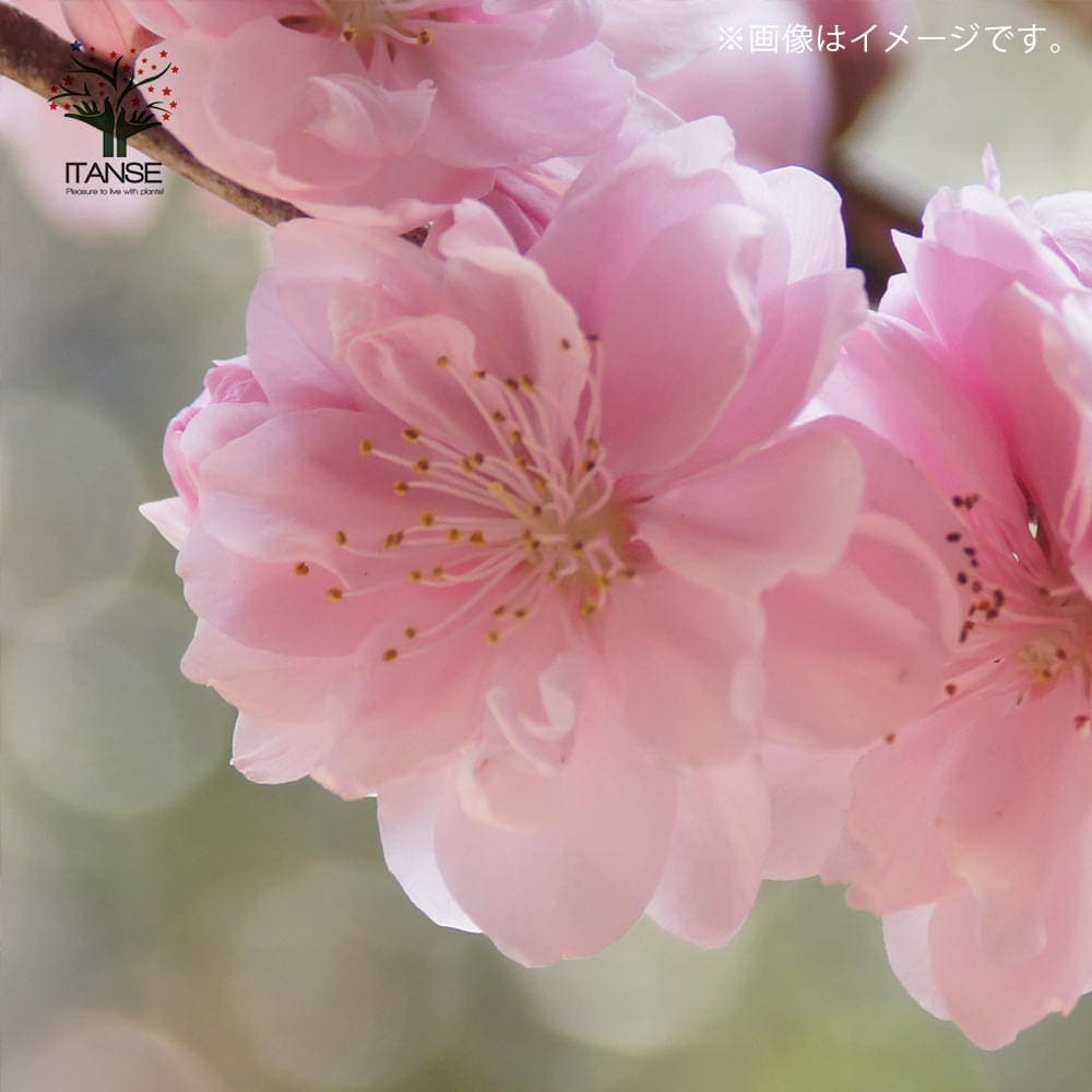 花桃の苗木 品種：照手姫(テルテヒメ)【庭木 6号鉢／1個売り