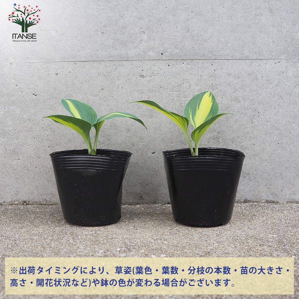 ホスタ キャサリン【花苗 4号ポット／1個売り】｜ 【植物の