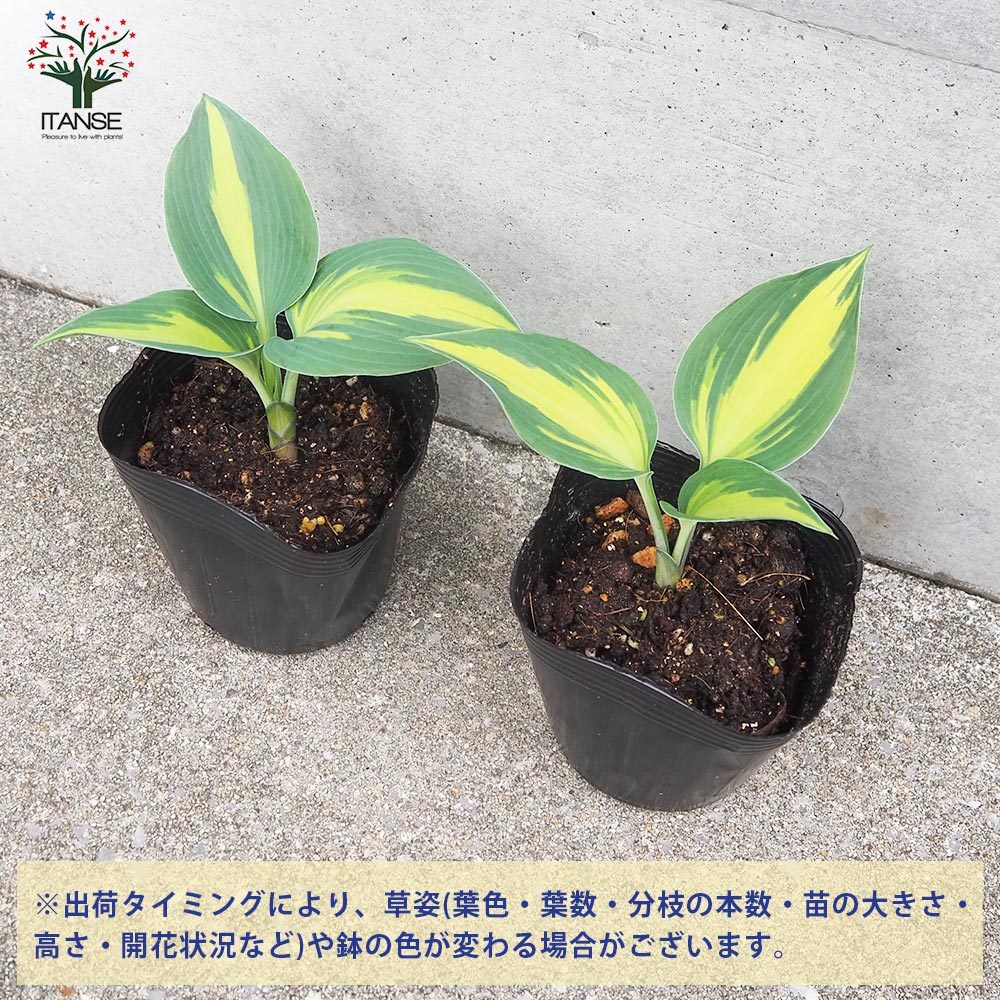 ホスタ キャサリン【花苗 4号ポット／1個売り】｜ 【植物の