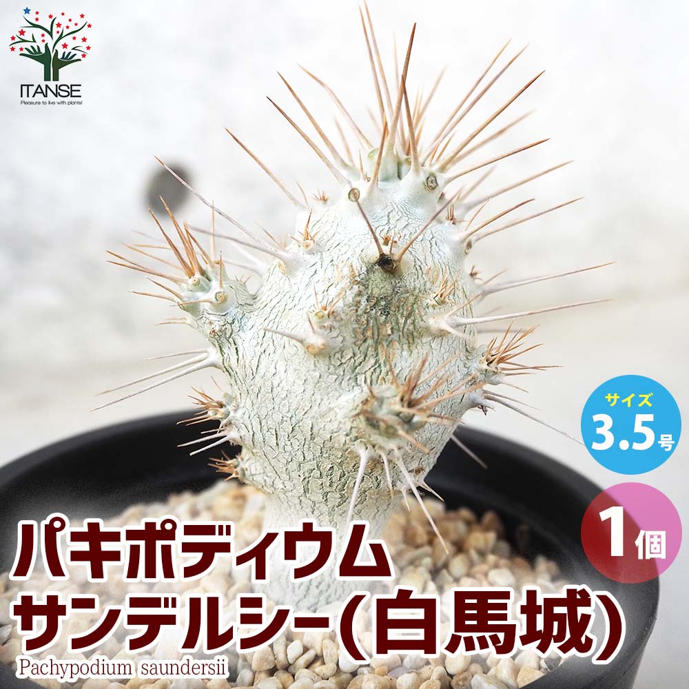 パキポディウム サンデルシー (白馬城)【観葉植物 3.5号ポット／1個