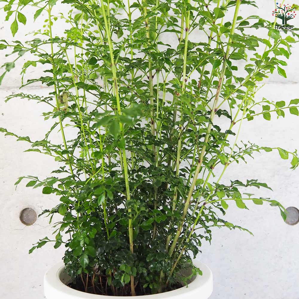 シマトネリコ 観葉植物【観葉植物 7号鉢(丸鉢)／1個売り】｜ 【植物の