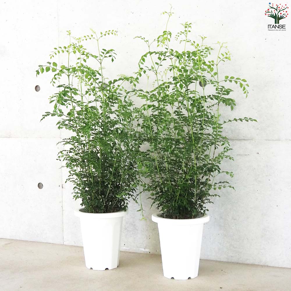 シマトネリコ 観葉植物【観葉植物 7号鉢(丸鉢)／1個売り】｜ 【植物の