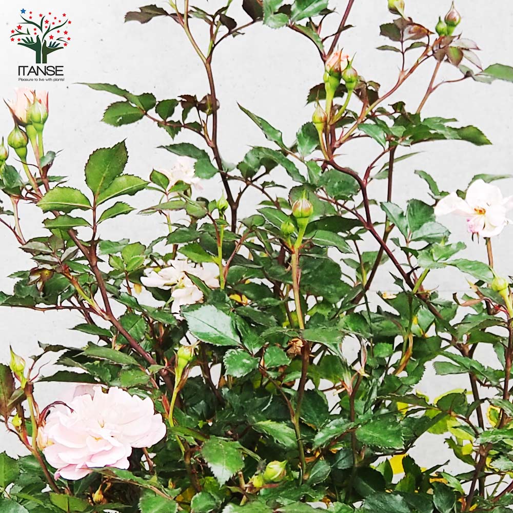 バラ苗　ドリフトローズ ピーチドリフト 楽天市場】四季咲き修景バラ 【ドリフトローズ ピーチドリフト