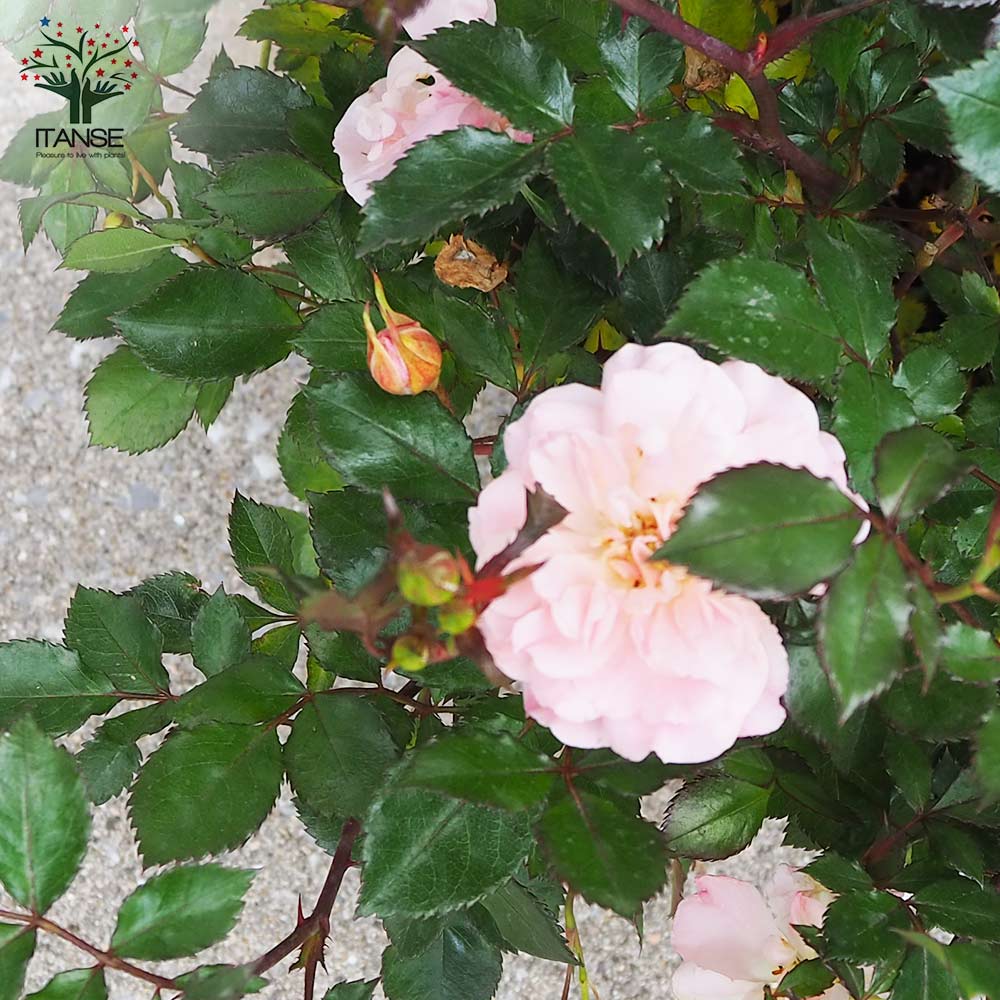 ドリフトローズ ピーチ【花苗 6号鉢／1個売り】｜ 【植物の