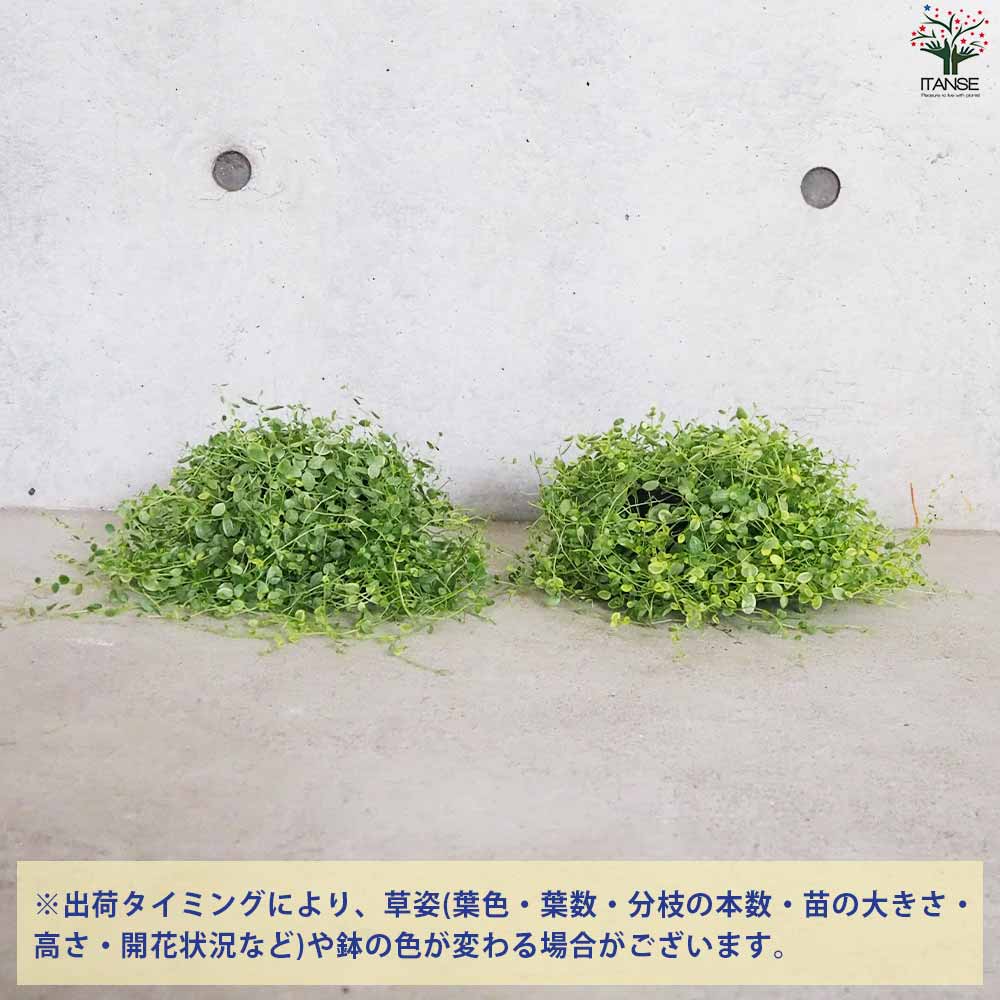 在庫1点のみ　ペペロミア　美依子　斑入り　抜き苗 楽天市場】斑入りペペロミアの通販
