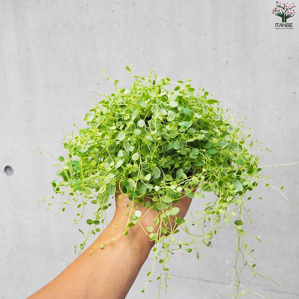 ペペロミア 美依子 【観葉植物 3号ポット】｜ 【植物のITANSE