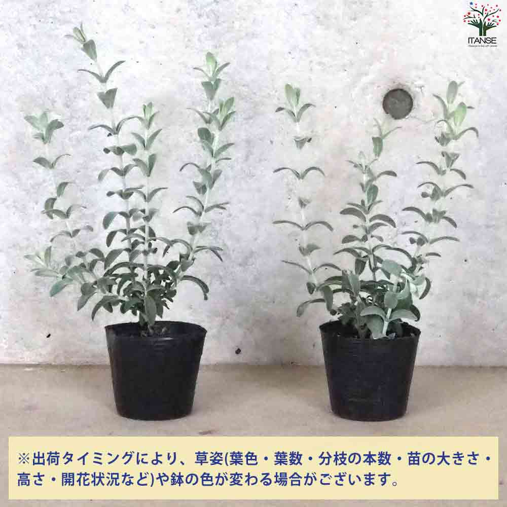 ピティロディア  フェアリーピンク 【庭木 3号ポット】