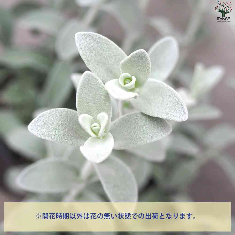 ピティロディア  フェアリーピンク 【庭木 3号ポット】