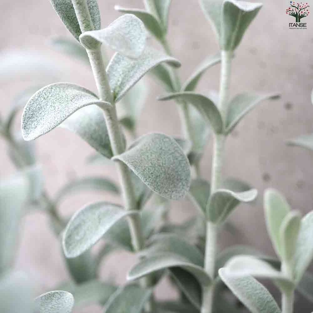 ピティロディア  フェアリーピンク 【庭木 3号ポット】